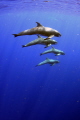   pygmy killer whale feresa attenuata poorly known rarely seen oceanic dolphin. taken under permit dolphin  
